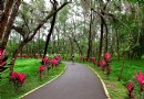 台東森林公園