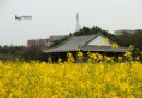 橋頭蓮湖公園