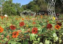 世大運吉祥物超好拍 士林官邸菊花展缤紛登場世大運吉祥物超好拍