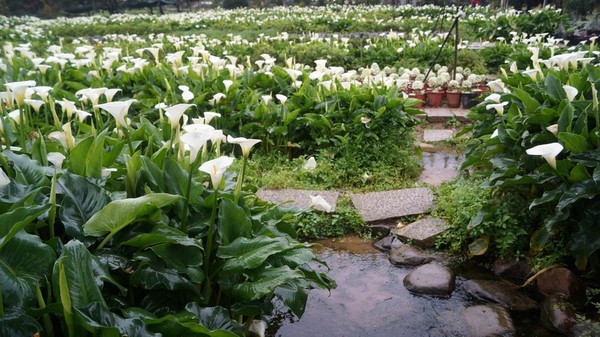 台北自助游圖片