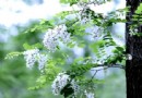 夏津黃河故道森林公園