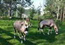 大連森林動物園