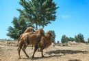 恩格貝生態旅游區