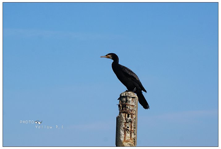 黑琵賞鳥季01.jpg