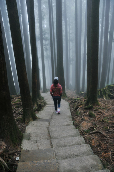 阿裡山旅游攻略圖片