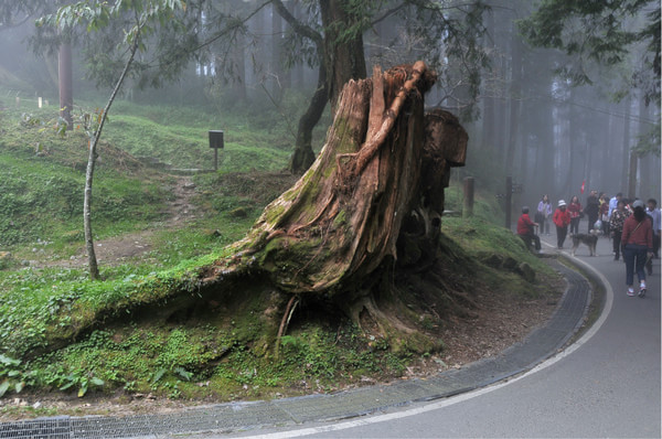 阿裡山旅游攻略圖片