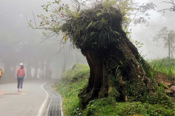 阿裡山旅游攻略圖片