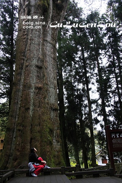 阿裡山景點圖片