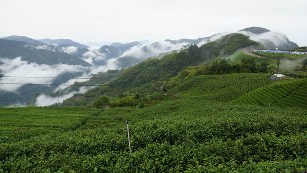 阿裡山圖片