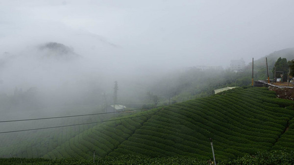 阿裡山旅游攻略圖片