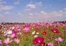 【賞花之旅】桃園花彩節，今年最後一場缤紛花海！