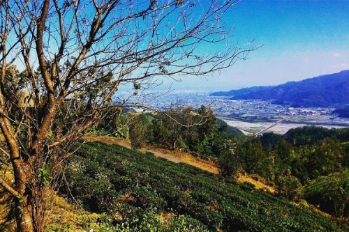 感受玉蘭茶園的清新茶香與景致 (圖片提供／IG：patrickcho.tw)