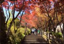 太平山楓春夏 紫葉槭紅葉正火