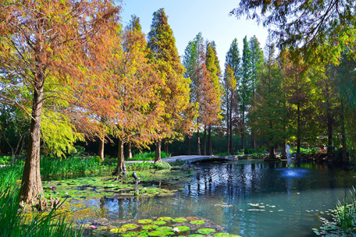 菁芳園落羽松林 (圖片來源／菁芳園)