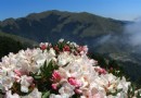 清境三月游 看盡繁花綠野