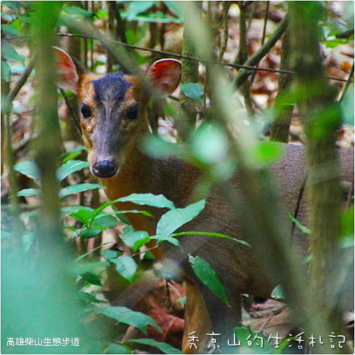 高雄圖片