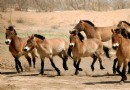 神州荒漠野生動物園