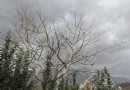 阿克蘇天山神木園