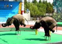 上海野生動物園