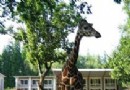 上海動物園旅游風景區介紹