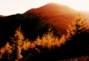 《秋醉三峽巫山梨子坪森林公園》