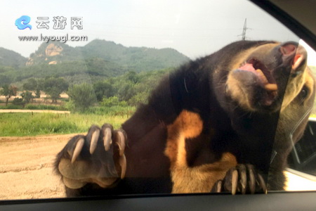 北京八達嶺野生動物園自駕游注意事項