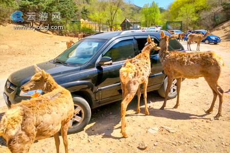 北京八達嶺野生動物園自駕游注意事項