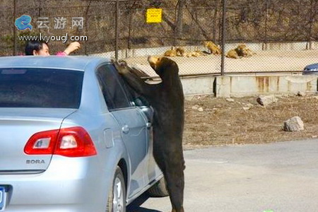 北京八達嶺野生動物園自駕游注意事項