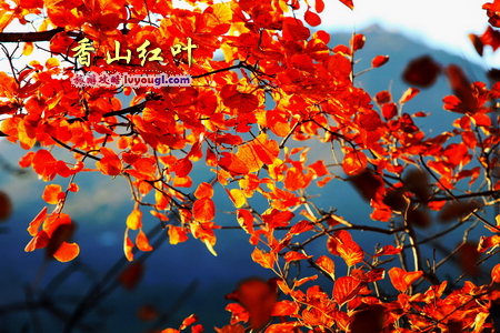 香山紅葉