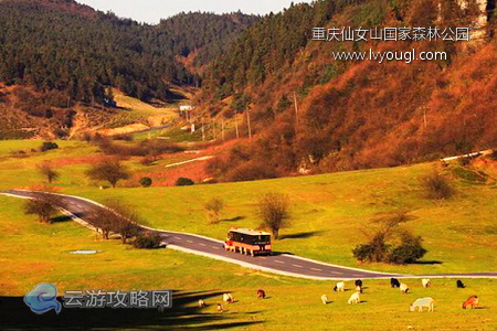 重慶武隆仙女山國家森林公園