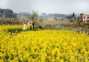 這個春天怎麼玩？2017永川春季賞花地圖出爐…