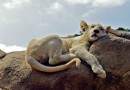 匹鄰斯堡動物園