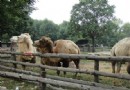 天津動物園