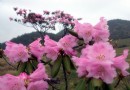 紅池壩國家森林公園