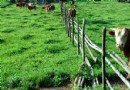 重慶千野草場景區