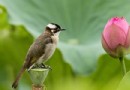 蓮花水鄉