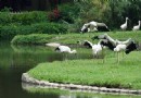 長隆飛鳥樂園