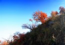 北京香山公園紅葉節：五彩斑斓的紅葉