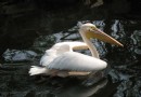 動物園有只鹈鹕叫大白