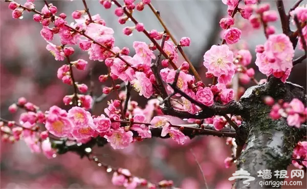 錯過再等一年！京城這裡的梅花美到極致[牆根網]