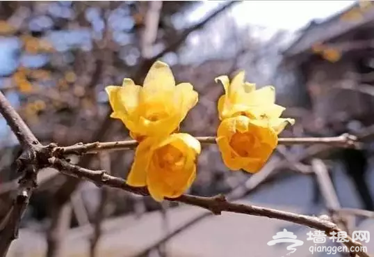 錯過再等一年！京城這裡的梅花美到極致[牆根網]