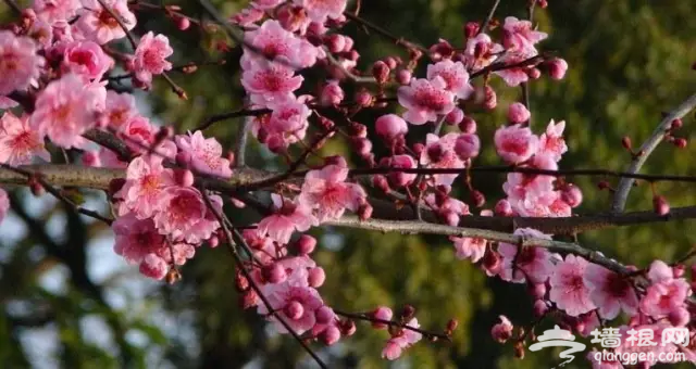 錯過再等一年！京城這裡的梅花美到極致[牆根網]