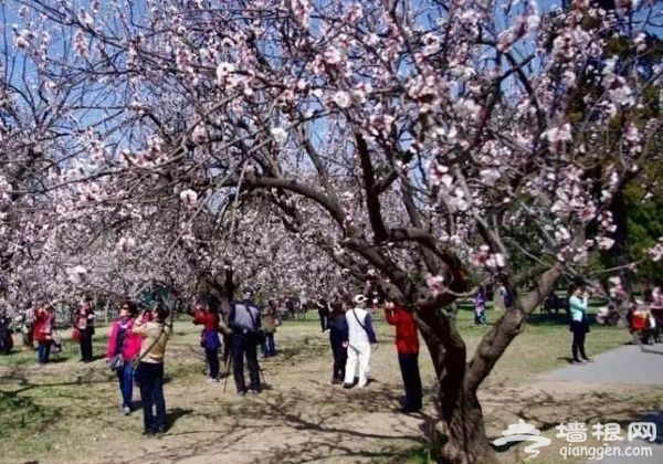 春光無限好 花海襲京城 帶上瓜子瞧瞧這些妖艷好物[牆根網]