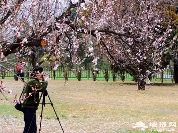 春光無限好 花海襲京城 帶上瓜子瞧瞧這些妖艷好物[牆根網]