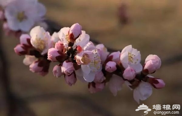 春光無限好 花海襲京城 帶上瓜子瞧瞧這些妖艷好物[牆根網]