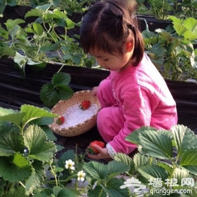 京郊采摘草莓正當時 推薦四個好去處[牆根網]