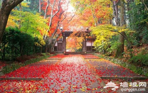 京郊秋季紅葉旅游景點 只等時機一到就出發[牆根網]