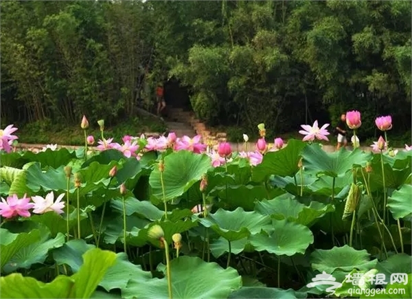 北京最美最全賞荷地圖[牆根網]