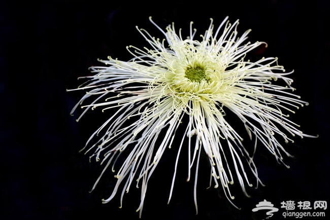 北京植物園 菊海花田賞秋花