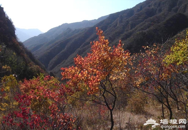 京西已漫山紅遍 再不去就看不到啦